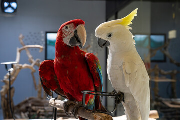 Green-winged macaw and Sulphur crested cockatoos at a pet shop