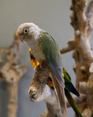 Pineapple conure at the pet enclosure 