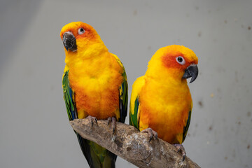 Pair of Sun conure or sun parakeet sitting on a branch at a pet zoo