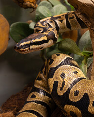 The ball python or Royal python inside the enclosure at a pet zoo.  