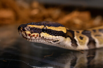 close up portrait of a ball python