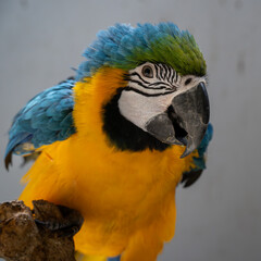 The blue-and-yellow macaw, also known as the blue-and-gold macaw, is a large Neotropical parrot. 