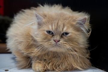 Persian cat on the floor