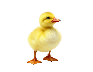 Fototapeta premium duck isolated on white
