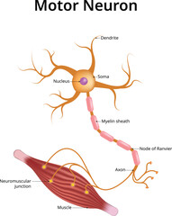 Motor neuron, Vector Illustration,m Nucleus, Soma, Dendrite, Myelin sheath, Node of Ranvier, Axon, Muscle,  Neuromuscular Junction.