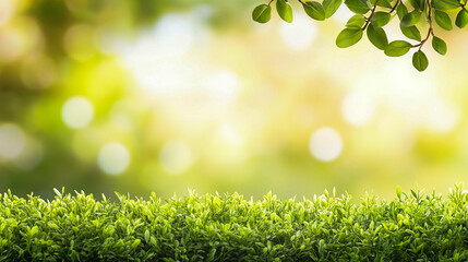 Sunlit Green Grass Field with Glowing Bokeh in a Serene Park Landscape