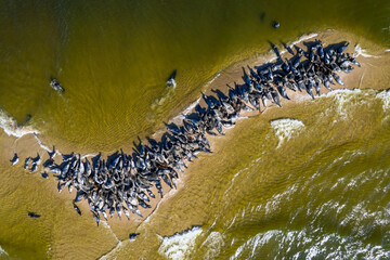 Seals