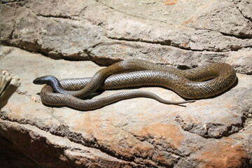 A snake is laying on a rock
