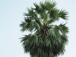 Palmyra palm top on sky background. Lontar palm is a perennial tree with a single trunk without...