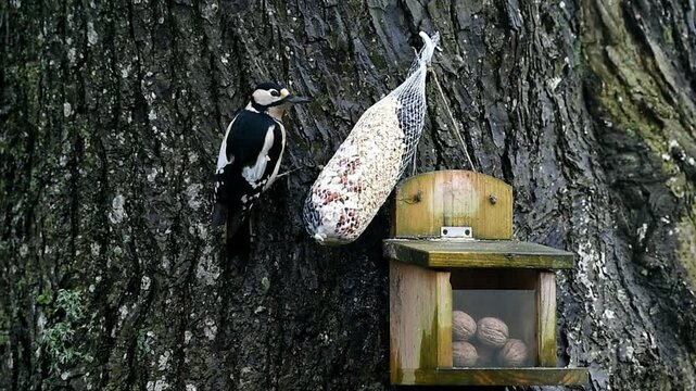 Buntspecht frisst Vogelfutter an einer Linde