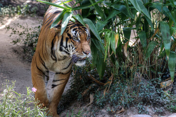 Tiger walking through brush in Houston Zoo