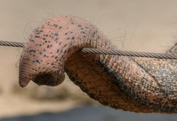 Elephant truck in Houston Zoo