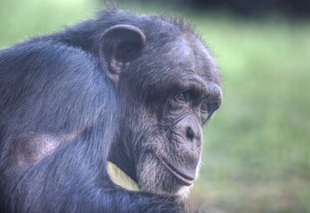 Close-up of Chimpanzee in Houston Zoo