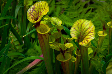 Closeup on pitcher plants at the conservatory