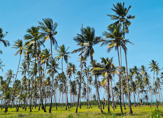 Fototapeta premium corn field with sky