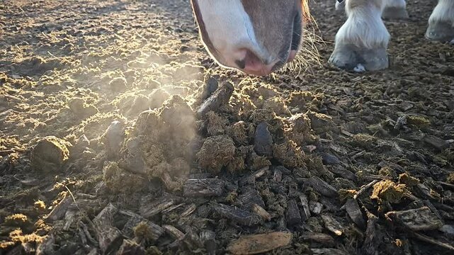 horse poop is steaming on ground