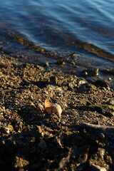 A seashell on the sand