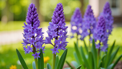 Obraz premium Vibrant purple hyacinth flowers blooming in garden, spring beauty