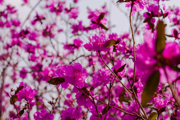 Pink azalea flowers in the garden, Thailand. Selective focus.