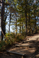 Wooden steps leading through a forest