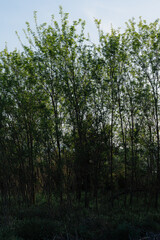 Sunlight filtering through green trees