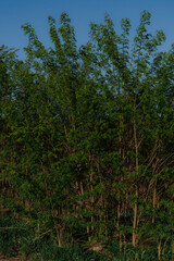 Lush green trees against blue sky