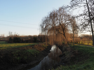 weeping willow by water canal at sunset