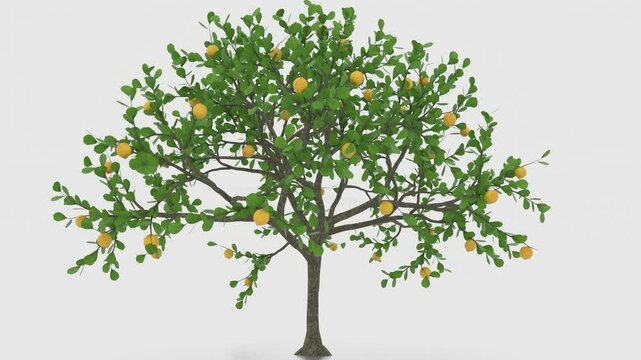 lemon tree on white background