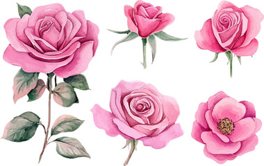 set of pink roses