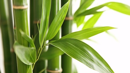 Obraz premium capture of bamboo leaves in a traditional Asian arrangement, highlighting their delicate and graceful appearance Bamboo leaves 