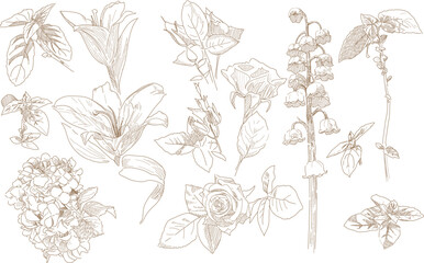 Flowers and leaves set flower bud graphic monochrome drawing botany herbarium vector illustration