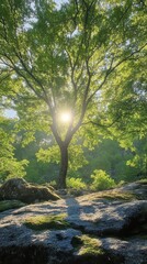 Fototapeta premium Peaceful meditation scene under trees in nature at sunset captured from low angle perspective