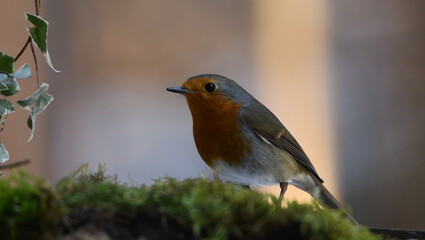 European Robin Perched Gracefully on a Moss-Covered Branch in a Serene Natural Setting