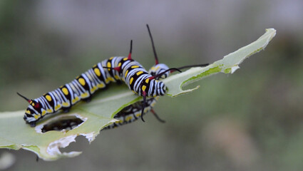 caterpillar on a leaf .Vividly Colored Caterpillars Feeding on a Partially Eaten Leaf in a Natural Habitat