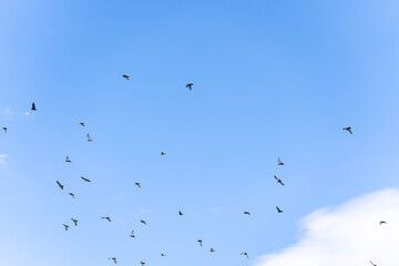 Pigeons in the blue sky