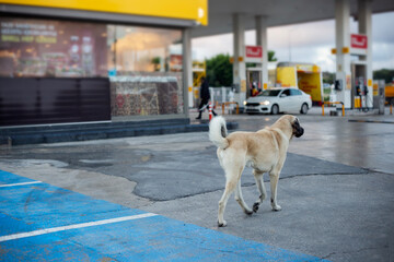 Stray dog wandering at gas station 