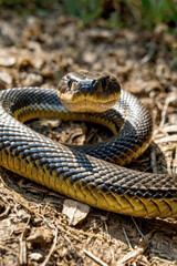 Fototapeta premium snake in the grass