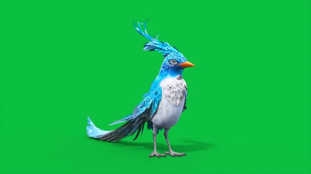 4K Green Screen Blue Bird Alert Loop 3D Animations Animals Rendering CGI
