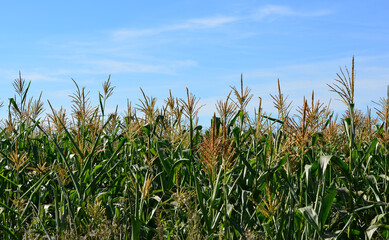Cornfield under a clear sky close up background