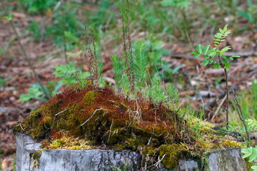 Walderneuerung aus einem Alten Baumstumpf