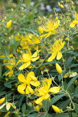 Beautiful St. John's wort (hypericum monogynum) flowers.
