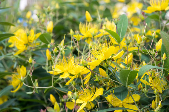Beautiful St. John's wort (hypericum monogynum) flowers.