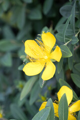 Beautiful St. John's wort (hypericum monogynum) flower.
