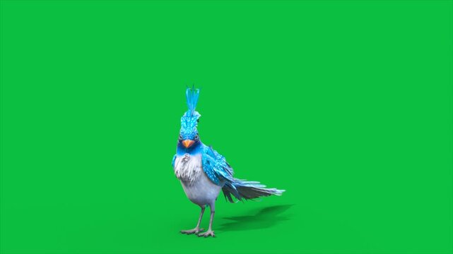 4K Green Screen Blue Bird Lands Front 3D Animations Animals Rendering CGI