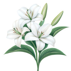 Fototapeta premium Elegant white lilies blooming gracefully. PNG