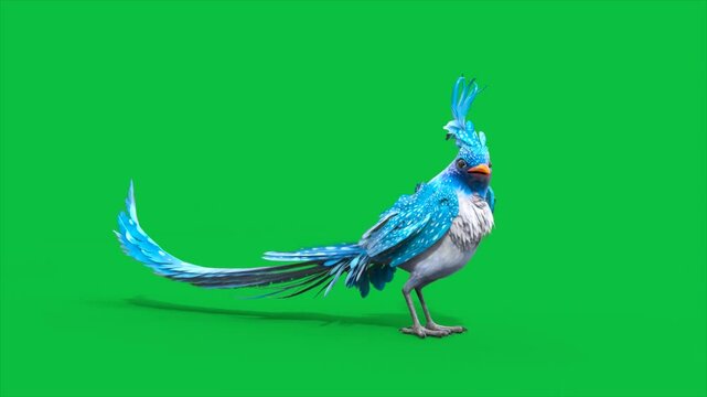 4K Green Screen Blue Bird Petting Loop 3D Animations Animals Rendering CGI