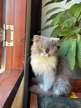 gato chino