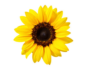 sunflower isolated on white background