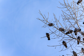 Pigeons in the blue sky