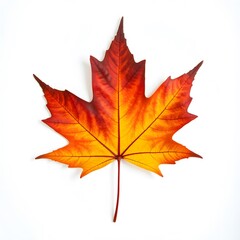 maple leaf isolated on white